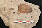 Foto (Detailansicht) von Quercus palaeoilex Ettingshausen (NHMW-GEO-2024-0188-6370)